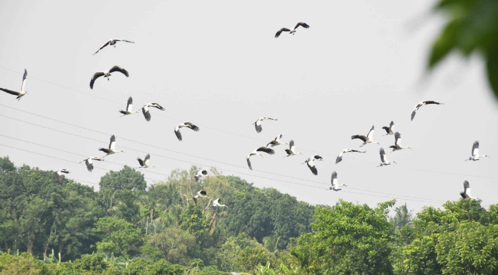 রাজবাড়ী বাঁওড়ে শামুকখোল পাখির বিচরণ